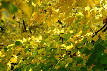 yellow leafs background