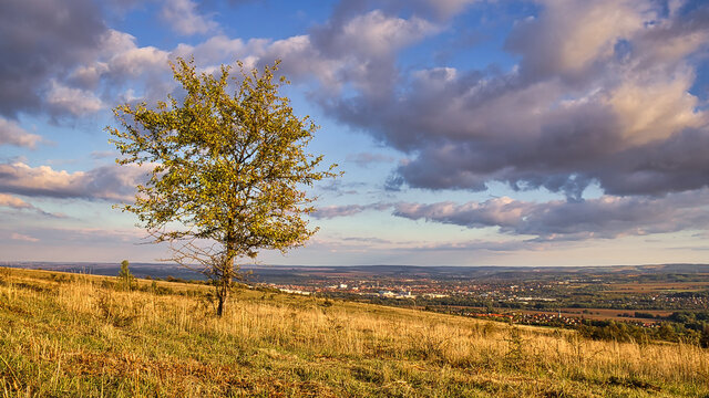 lonesome tree on the ettersberg