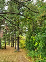 tree lined path