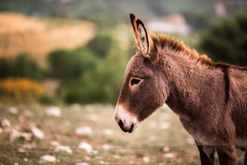 Foto op Canvas Close-up portrait of a young cute donkey in a field on a warm summer day © Timur Abasov