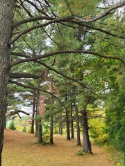 tree lined path