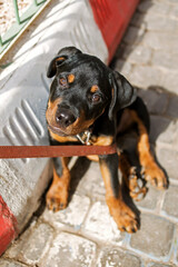 funny Rottweiler puppy on the street tied to a metal grate, looking at the camera, Sunny photo