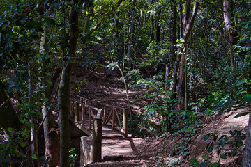 La Esperanza, El Rosario, 10/12/2020, Tenerife, Spain. Impressions The community, a popular excursion destination, is located at an altitude of 905 meters, where the pine and eucalyptus forest begins