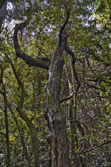 La Esperanza, El Rosario, 10/12/2020, Tenerife, Spain. Impressions The community, a popular excursion destination, is located at an altitude of 905 meters, where the pine and eucalyptus forest begins
