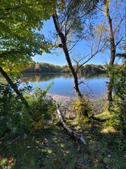 river in the forest