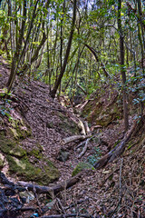 La Esperanza, El Rosario, 10/12/2020, Tenerife, Spain. Impressions The community, a popular excursion destination, is located at an altitude of 905 meters, where the pine and eucalyptus forest begins