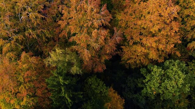 Beautiffull Autumn drone fly over the trees and fields