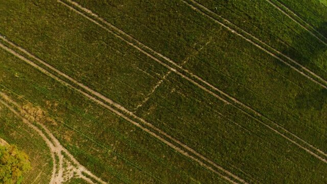 Beautiffull Autumn drone fly over the trees and fields
