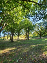 trees in the park in autumn