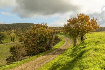 Strada di campagna in autunno