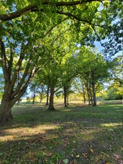 trees in the park