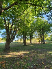 autumn trees in the park