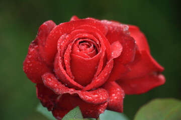 red rose with water drops