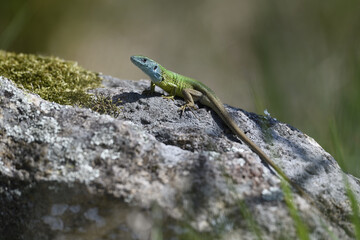 Naklejka na ściany i meble European green lizard male climbs stone
