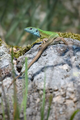 Naklejka na ściany i meble European green lizard male climbs stone