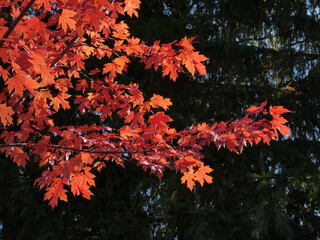Branches with red maple leaves on dark background