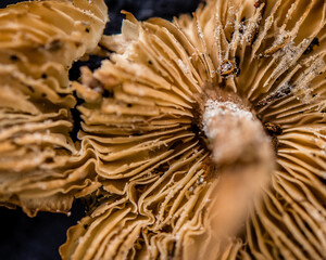 Close-up of underside of mushroom gills. High level of detail and autumn colors