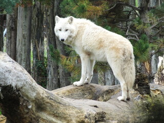 Fototapeta premium animal