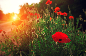 Obraz na płótnie Canvas wild pink flowers poppies in the field at sunset