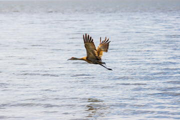 Sandhill crane in flight over ocean. The reflection of the flying bird can be seen in the calm water. Picture taken from coastal mudflats of Cook Inlet next to Anchorage, Alaska.
