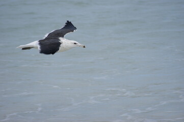 seagull in flight on the beach