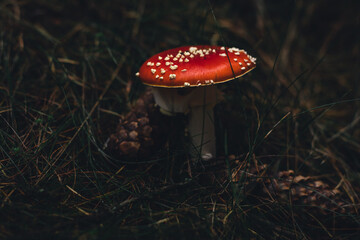 Fliegenpilz Nahaufnahme