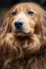 Portrait of a long haired dachshund male dog