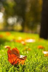 fallen orange maple autumn leaf on the grass in the park
