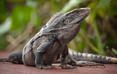 Gray iguana sitting on side walk