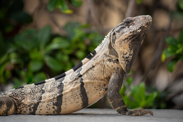 striped iguana sittin g on side walk