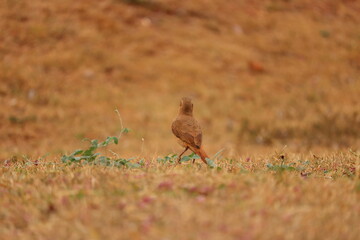 pheasant in the grass