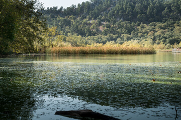 The view of Kovada lake in the forest, natural reeds in the lake and the greenish color of the water. Isparta Lake District, TURKEY