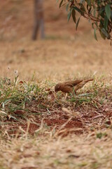 squirrel in the woods