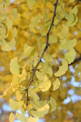 Fall time in Toronto, pic of yellow maple leaves.
