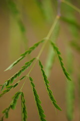 Green acacia leaves on a branch in blurred soft focus