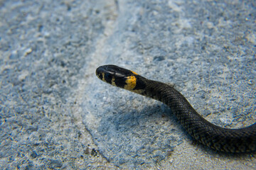 Macrophotography of a baby snake.