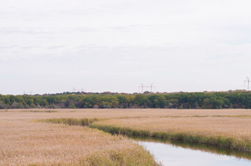 river surrounded by reeds on the background of trees