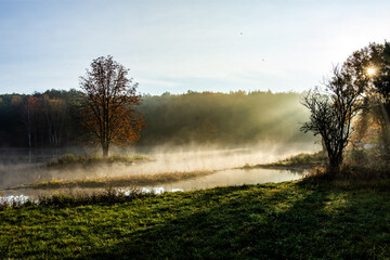 morning mist in the forest
