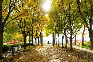 Fall Colours, Toronto, Ontario, Canada