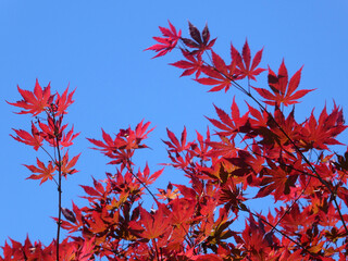Branches with red maple leaves as a floral background