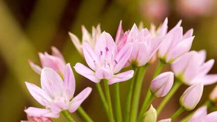 bundle of pink lily family, Liliaceae
