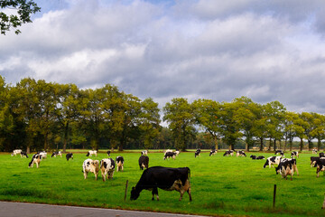 Black-and-white cows graze in an autumn meadow in the Netherlands.