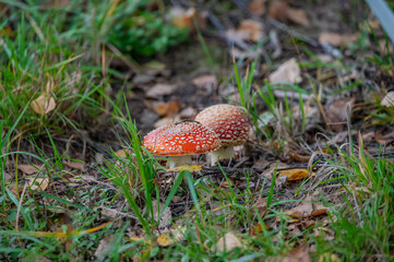 red fly agaric