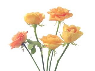 posy of pretty pink and orange roses isolated close up