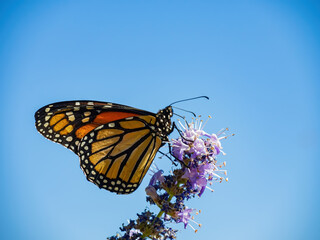 Close up shot of the beautiful monarch butterfly
