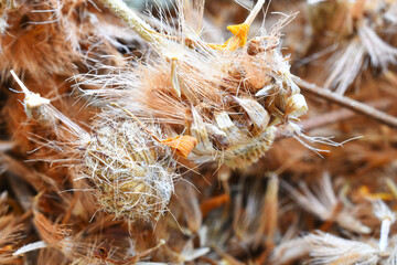 A close up image of dried Arnica flowers in a hand made pottery bowl. 