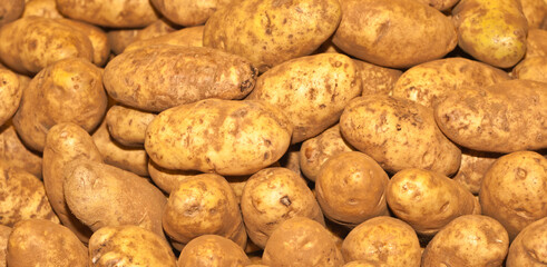 top, front view, close distance of a pile of russet potatoes,  on display and for sale at a tropical food market