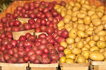 front view, medium distance of piles of Yukon and red potatoes, on display and for sale at a tropical market