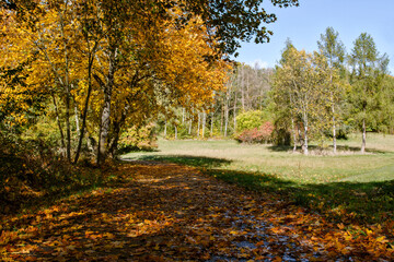 Beautiful autumn landscape at sunny  day. Yellow trees and blue sky. Outdoor sport activity. Europe.