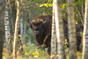 European bison in the Białowieża National Park. Huge male in the forest. Wild bison in Poland.  Autumn in the wildlife. 